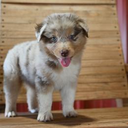 Cagney - Red merle female Australian Shepherd puppy in Wichita Falls, Texas from Spotted Mule Aussies