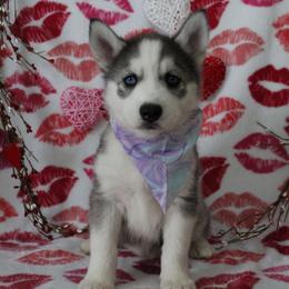 Purple - Black and white female Siberian Husky puppy in York, Pennsylvania from Spalla Pups