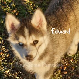 Edward - Black and white male Pomsky puppy in Krum, Texas from Paw-Some Pomskies