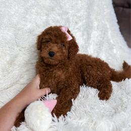 Delaney - Red  female Goldendoodle puppy in Reeds Spring, Missouri from As Good As Goldendoodles and more