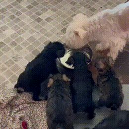 Miniature Schnauzer Puppies from Sugar Hill Schnauzers