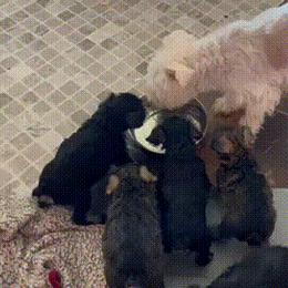Miniature Schnauzer Puppies from Sugar Hill Schnauzers