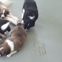 Border Collie Puppies from Oddity Kennels