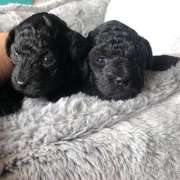 Maltese, Maltipoo, and Poodle Puppies from Healing Pawz LLC