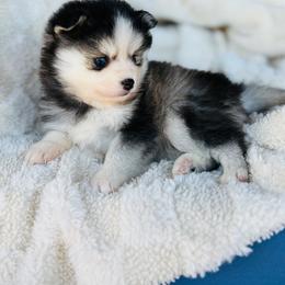 Girl 2 - Black and white female Pomsky puppy in Yavapai County, Arizona from Pawsh Pomskies