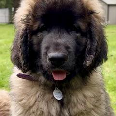 Leonberger Puppies from Tir na nOg Leonbergers