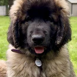 Leonberger Puppies from Tir na nOg Leonbergers
