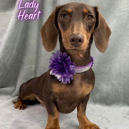 Lady Heart - Dachshund