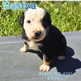 Nastya - Black tri-color female Australian Shepherd puppy in Abilene, Texas from S&K Aussies N' Rotties
