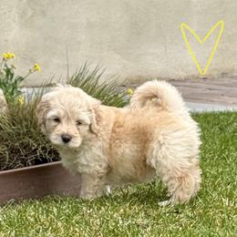 Bernedoodle, Cavalier King Charles Spaniel, and Poodle Puppies from Ellas.Pups (Bernedoodles & Cavapoos)