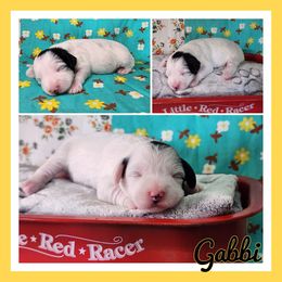 Gabbi - Parti female Schnoodle puppy in Lebanon, Missouri from Cedar Glades Canines