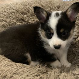 American Corgi and Pembroke Welsh Corgi Puppies from Caddeaux Corgis