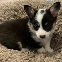 American Corgi and Pembroke Welsh Corgi Puppies from Caddeaux Corgis