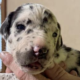 Spot - Harlequin female Great Dane puppy in Ottumwa, Iowa from Robin's Great Danes