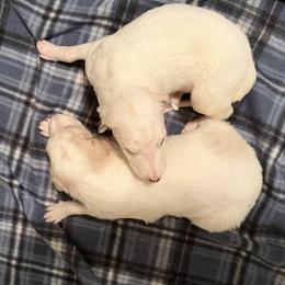 Sitka - White female Borzoi puppy in Anderson, Missouri from HowlinWolf Borzoi