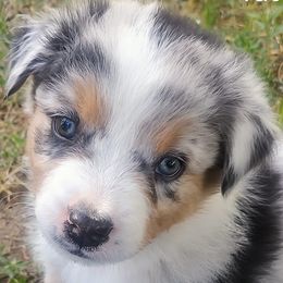 Tate - Blue merle male Australian Shepherd puppy in Hugo, Colorado from Frying Pan Ranch Australian Shepherds