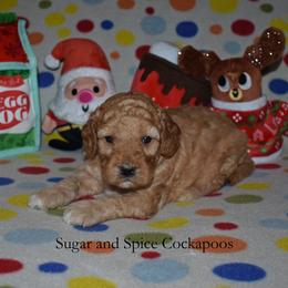 Bonnie - Red female Cockapoo puppy in Hopkins, South Carolina from Sugar and Spice Cockapoos