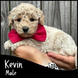 Kevin - Apricot male Goldendoodle puppy in Angier, North Carolina from A Breed Above Kennels