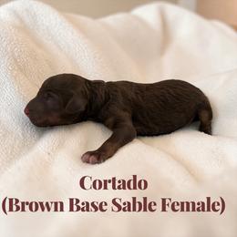 Cortado - Sable female Poodle puppy in Ellenburg Center, New York from Kristin's Puppies