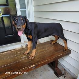 Nala - Black and rust female Doberman Pinscher puppy in Mc Donough, Georgia from Davis Doberman Pinschers
