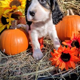 Willow - Black white and tan female English Springer Spaniel puppy in Redding, California from Springer's Journey Spaniels California