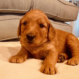 Goldendoodle Puppies from Doodles by Dana