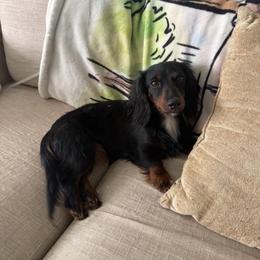 Minnie - Dachshund