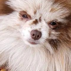 Pomeranians from My heavenly poms