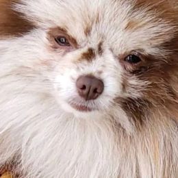 Pomeranians from My heavenly poms