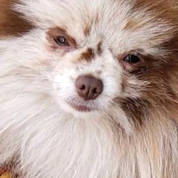 Pomeranians from My heavenly poms