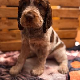Walter - Tri-Roan male English Springer Spaniel puppy in Braidwood, Illinois from A & R Springers