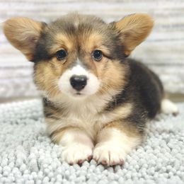 Liberty - Black and tan female Pembroke Welsh Corgi puppy in Adairsville, Georgia from Ingram's Corgis