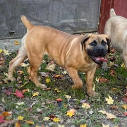 Scarlet - Reddish brown female Boerboel puppy in Manitowoc, Wisconsin from Mae Boerboel