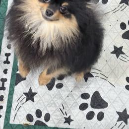 Cora - Black and tan female Pomeranian puppy in Coleman, Oklahoma from Pretty Poms