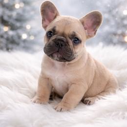 Lavender Fawn Boy - Dark mask - Fawn male French Bulldog puppy in Euless, Texas from Moki&Mello