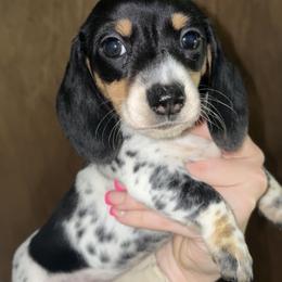 Cindy Lou - Piebald female Dachshund puppy in Goldthwaite, Texas from Mini Mama Dachshunds