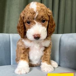 Bo Peep - Apricot female Goldendoodle puppy in Lakeland, Florida from Rolling Oak Doodles