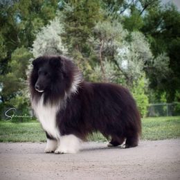 Seattle  - Shetland Sheepdog