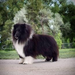 Seattle  - Shetland Sheepdog