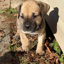 Boerboel Puppies from BoHo Boerboels