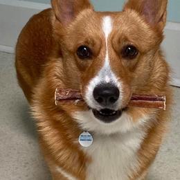 Pembroke Welsh Corgis from Gwenaf Pembroke Welsh Corgis