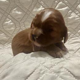 Sweetie pie - Ruby female Cavalier King Charles Spaniel puppy in Tahlequah, Oklahoma from Love Some Dogs Dachshunds & Cavalier King Charles Spaniels,Cavapoos