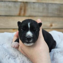 George - Agouti and white male Siberian Husky puppy in Lakebay, Washington from Cascade Siberians