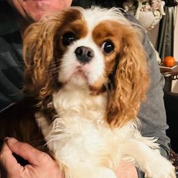 Fancy - Blenheim female Cavalier King Charles Spaniel puppy in Maynardville, Tennessee from Lockwood Cavaliers