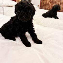 Ptolemaic - Black male Poodle puppy in Jersey City, New Jersey from Tuts Pups Cafe