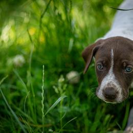Girl 1 - female German Shorthaired Pointer puppy in Pasco, Washington from TJ’s High Country Kennel