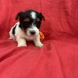 Beau Boy K-3 - Biewer Terrier puppy from Golden Corner Puppies