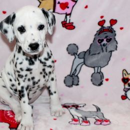 Callie - White and black Dalmatian puppy in Lavon, Texas from Fox and Spots