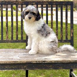 Boy 4 - Merle male Bernedoodle puppy in Salt Lake County, Utah from Coco Avenue Pups