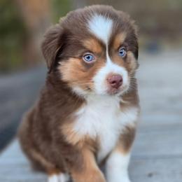 Cedar - Red tri male Miniature Australian Shepherd puppy in Paris, Texas from Blue Envy Mini Aussies